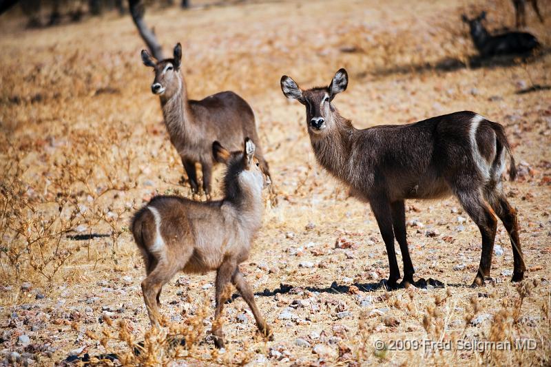 20090610_120542 D3 X1.jpg - Waterbuck, Etosha National Park, Namibia